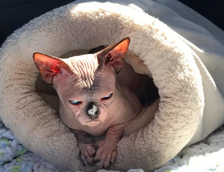 Сфинкс кошка морщинистая