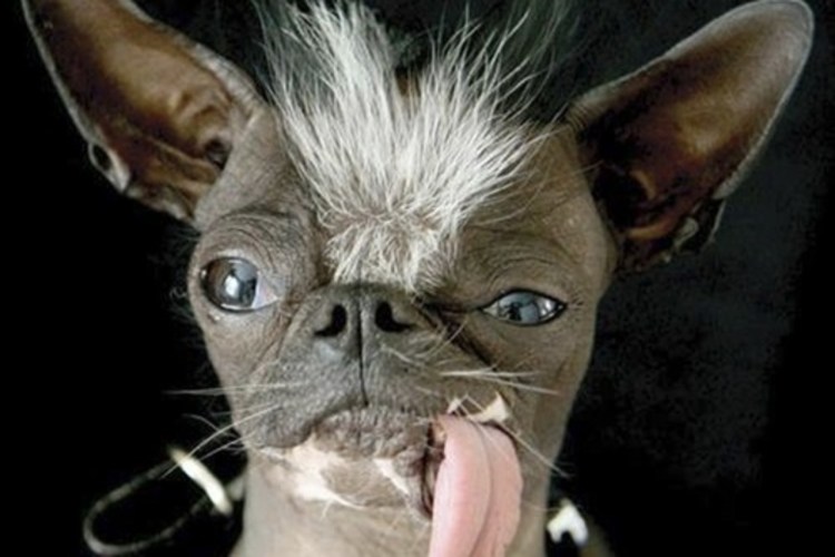 Персидская шиншилла кот Уилфред