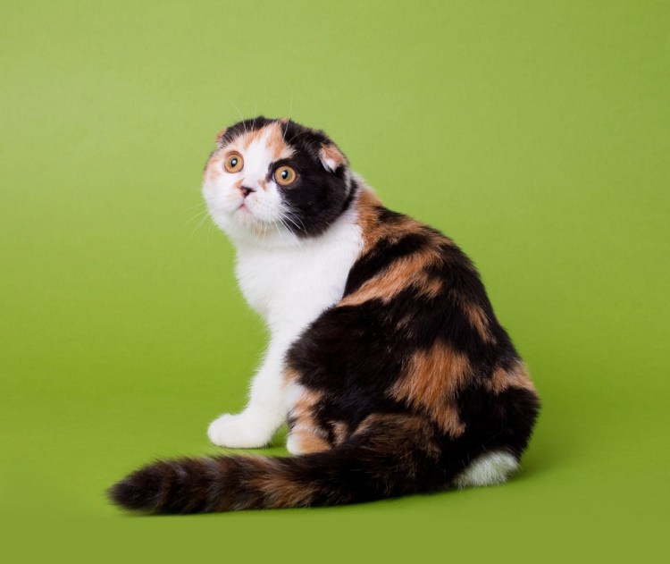 Шотландская вислоухая кошка Калико