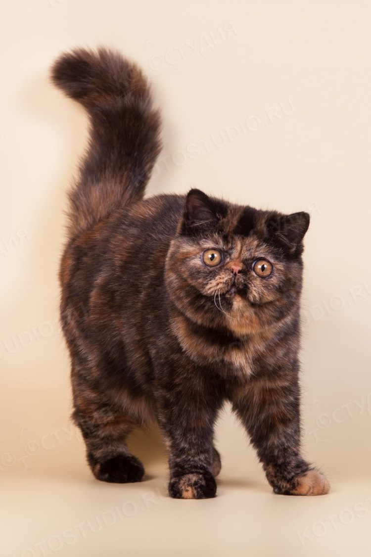 Шотландская черепаховая