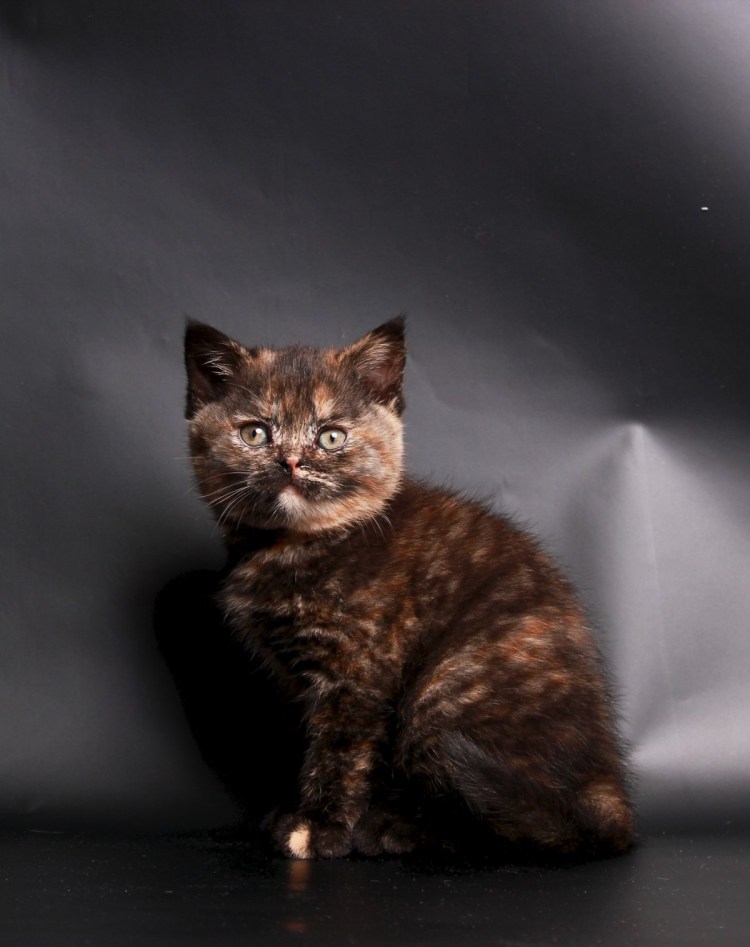 Шотландская вислоухая кошка котенок