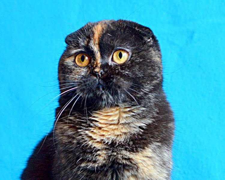 Шотландская вислоухая трехшерстная