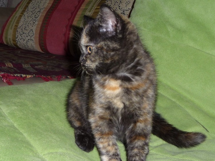 Шотландские котята черепахового окраса