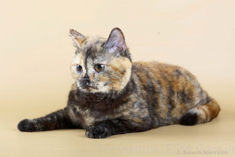 Черепаховый кот генетика