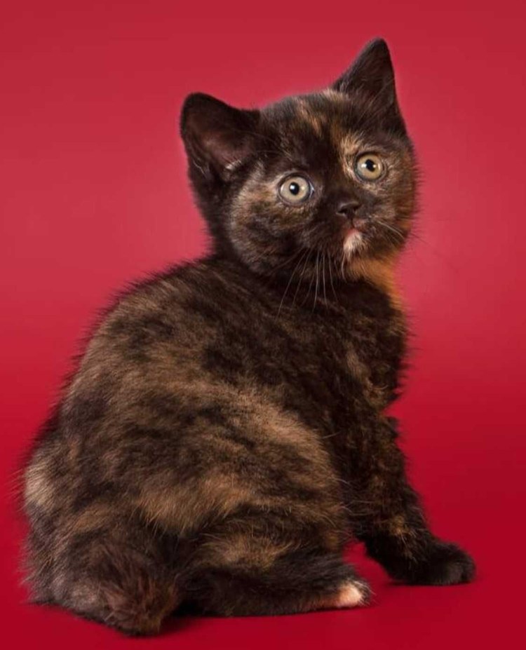 Сибирская черепаховая кошка