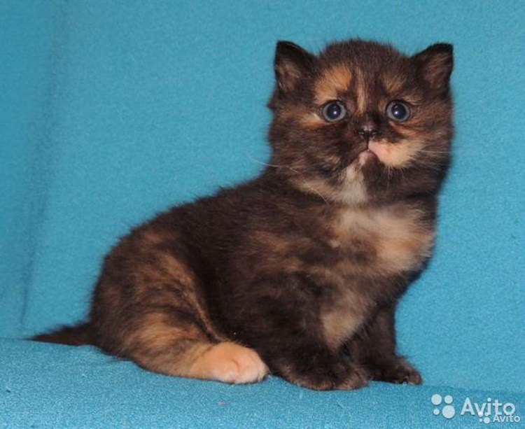 Шотландская вислоухая трехшерстная