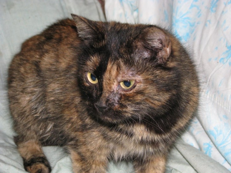 Шотландская черепаховая страйт