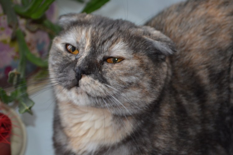 Шотландский вислоухий эбони