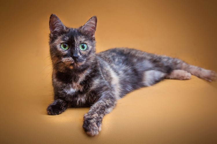 Скоттиш фолд черепаховый тикированный