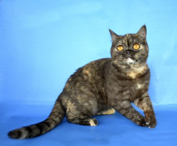 Котята скоттиш фолд трехцветные