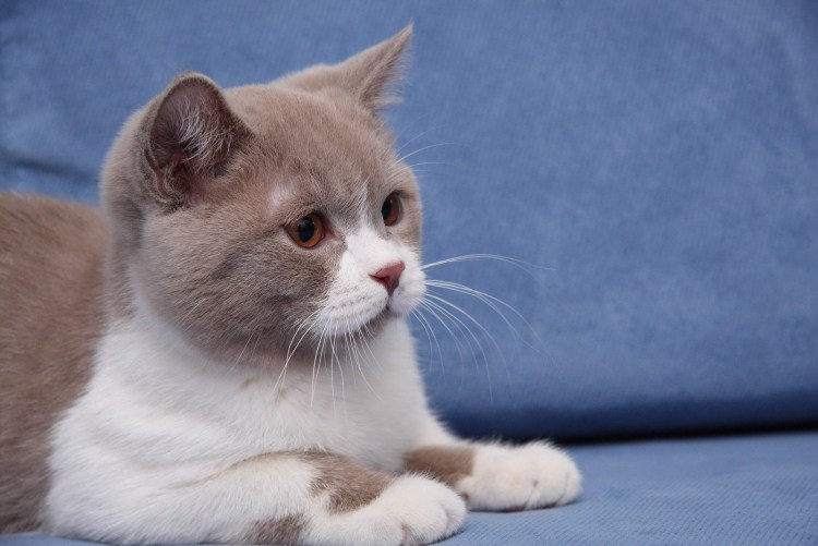 Сибирская биколор короткошерстная кошка