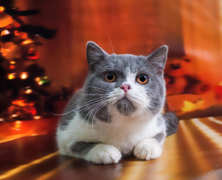 Короткошерстный британец биколор