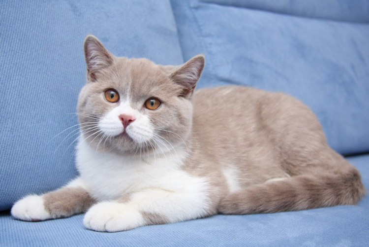 Лиловый биколор британец