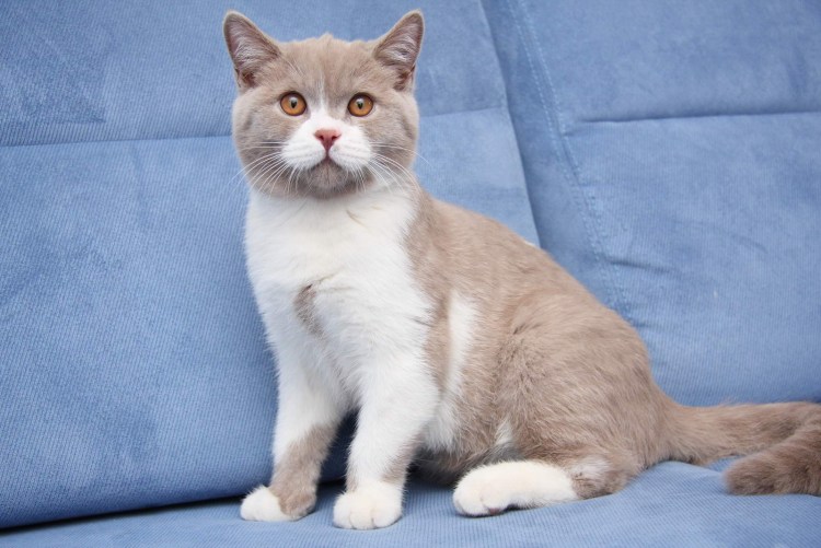 Кот британец биколор