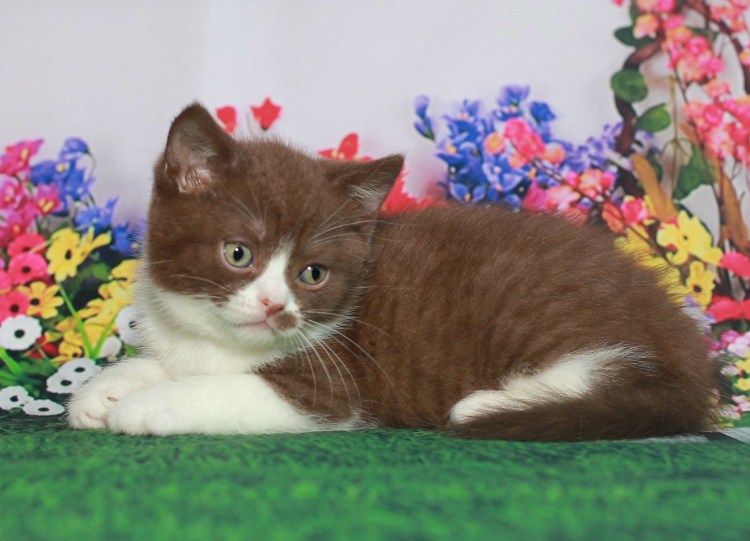 Красный табби биколор