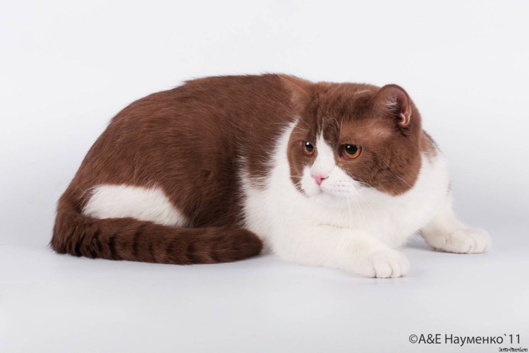 Британский короткошерстный кот биколор