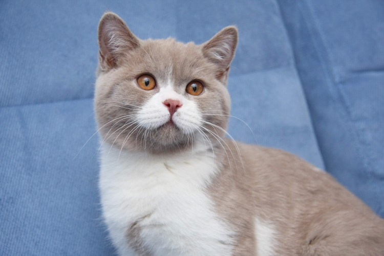 Британец кот Лилак