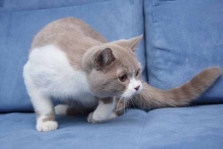 Сибирская биколор короткошерстная кошка