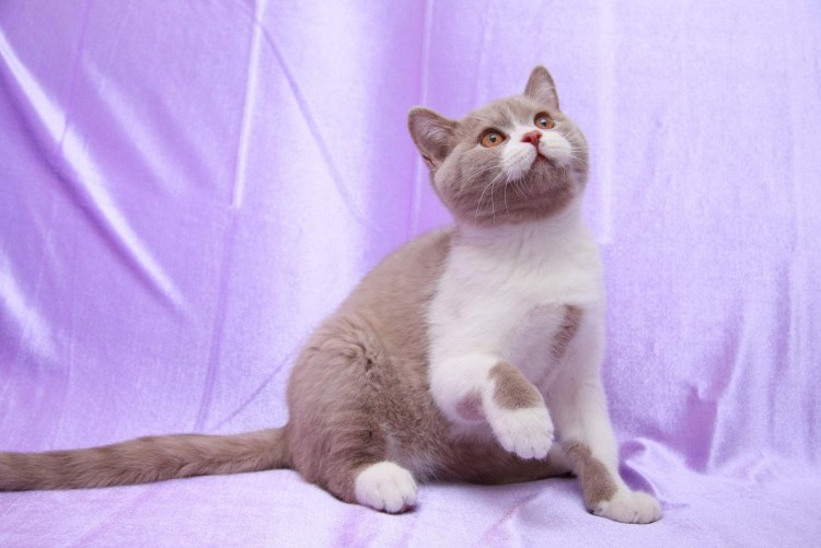 Шотландский скоттиш страйт биколор