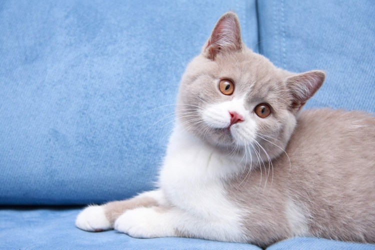 Британский кот голубой биколор