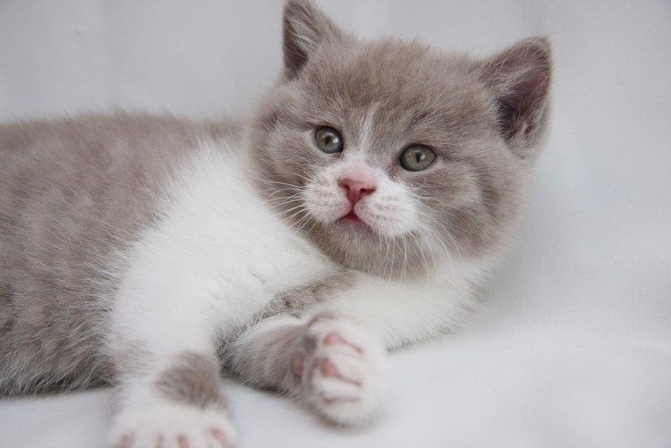 Скоттиш страйт золотой мраморный биколор