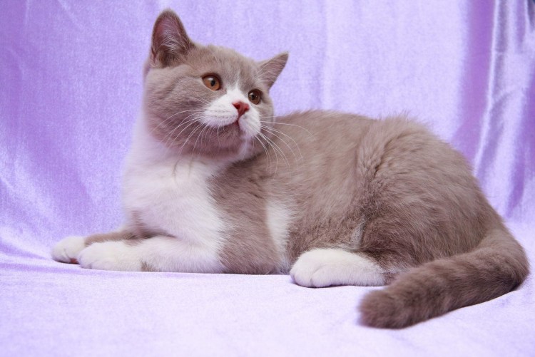 Британская циннамон биколор