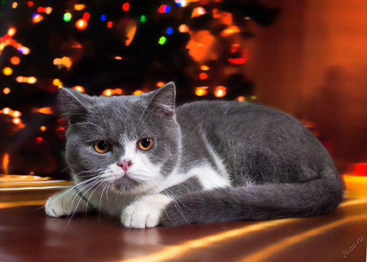 Лиловый биколор британец