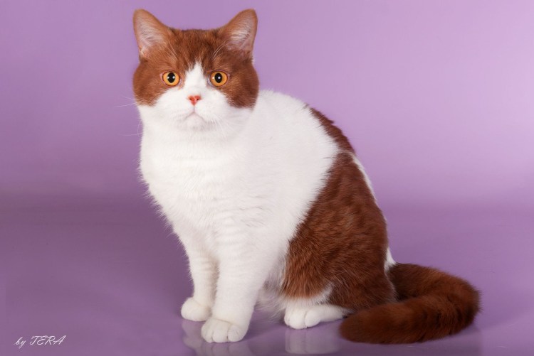 Британский короткошерстный кот биколор