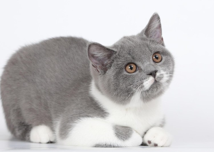 Британские котята биколор