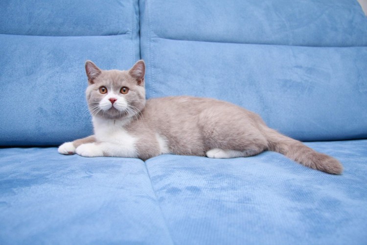 Экзот кошка голубая