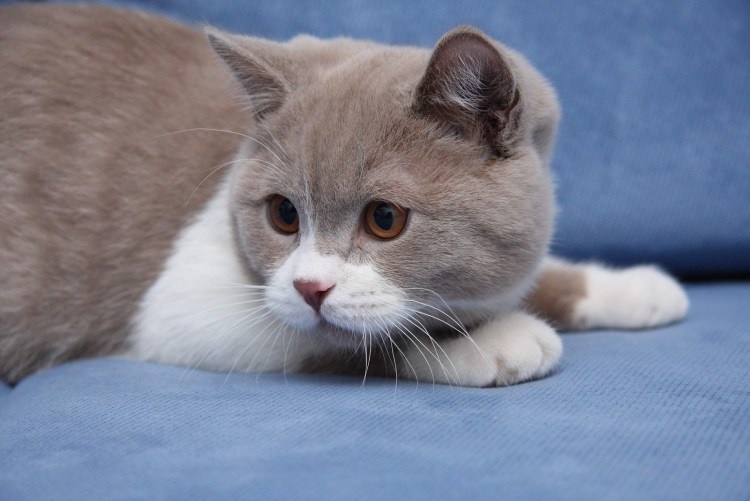 Кот британец биколор