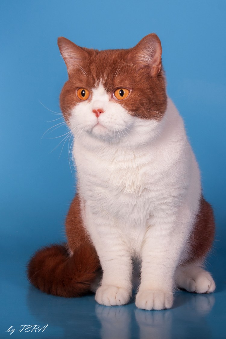 Лиловый биколор британец