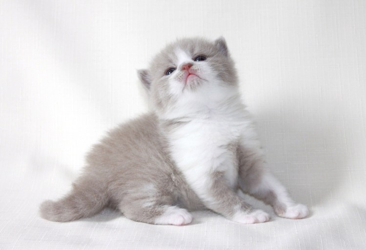 Фото британских котят биколор