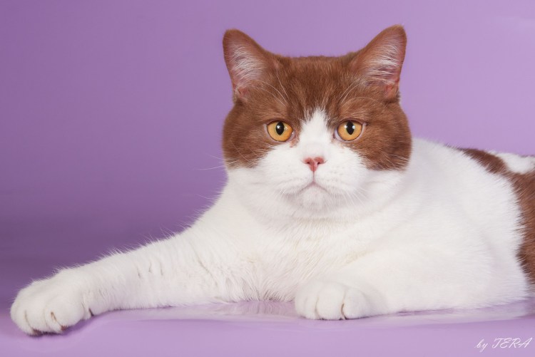 Кот британец биколор