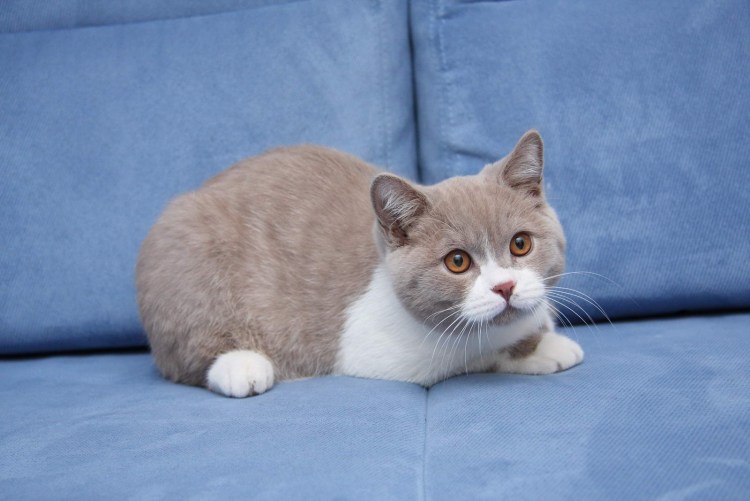 Британская короткошёрстная биколор