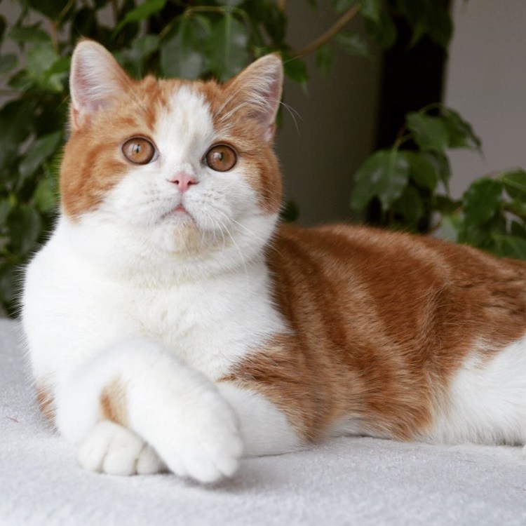 Британская короткошёрстная кошка Родина