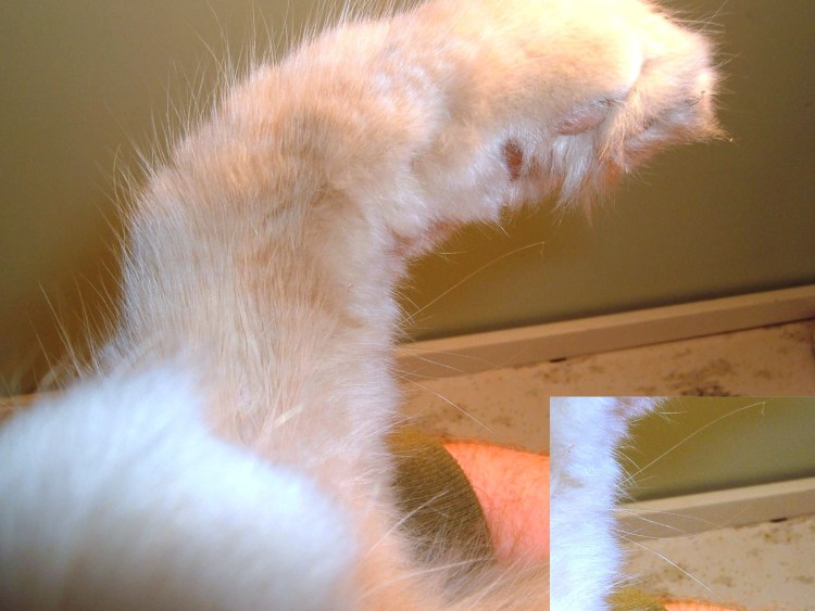 У кота на лапе проплешина