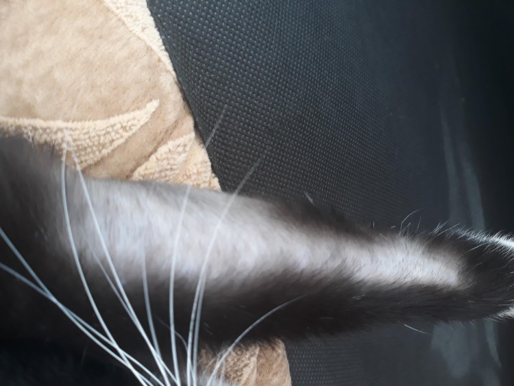 Залысины у кота над глазами