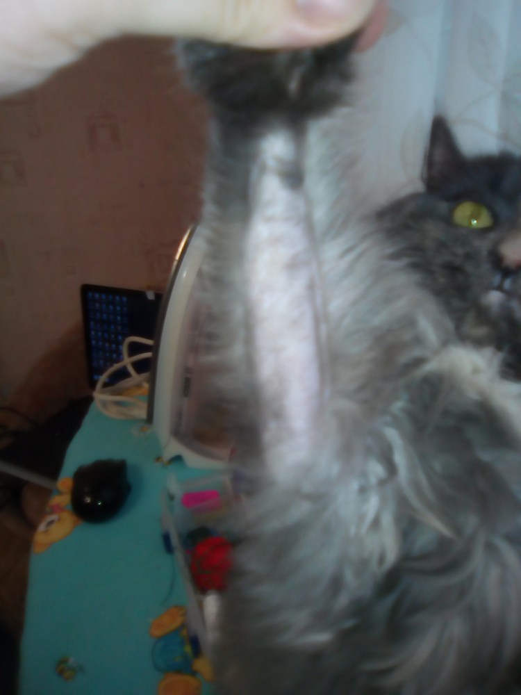 Залысина у кота на передней лапе