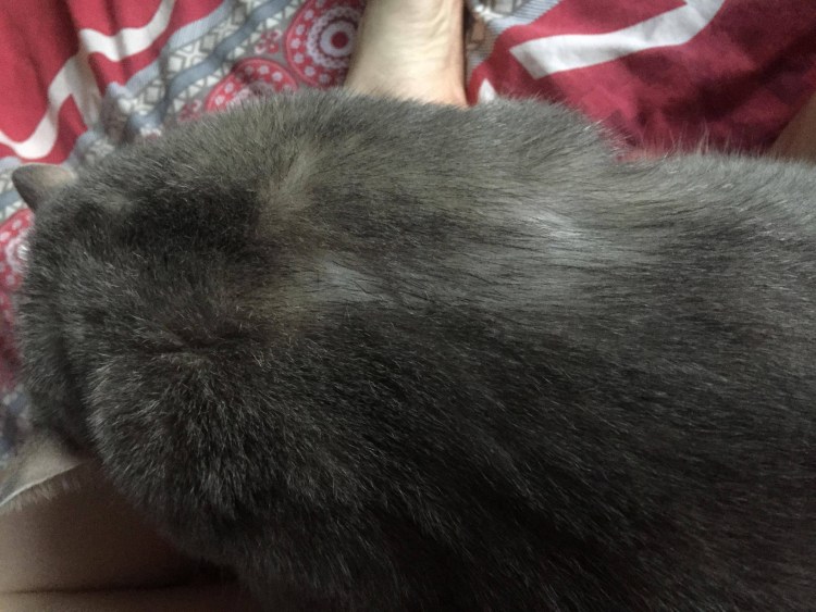 Залысина у кота на передней лапе