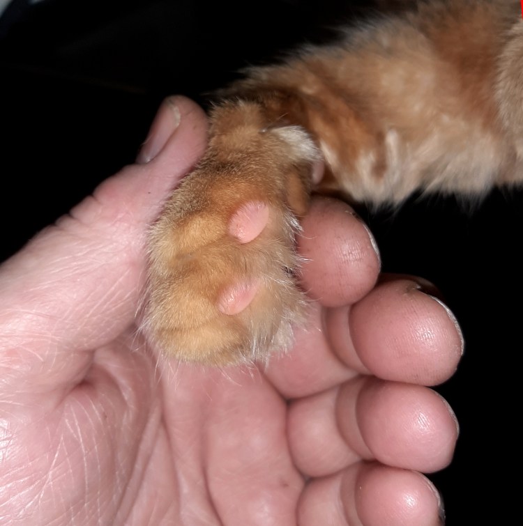 Симптомы перелома хвоста у кошки