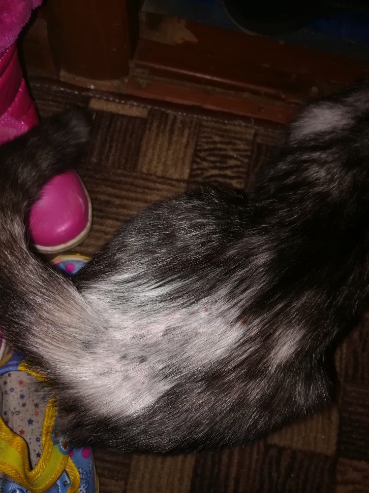 Кошачья лапа шестипалая