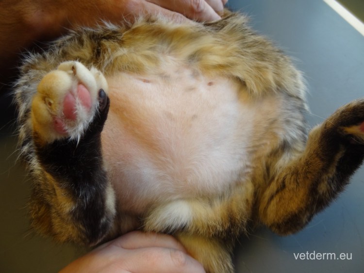 Котенок с хвостиком на голове