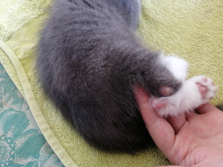 У кота на задних лапах залысины