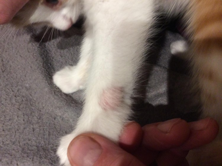 Кошачий животик