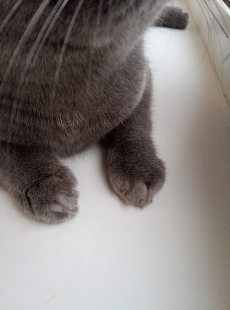 Шотландские кошки на задних лапах