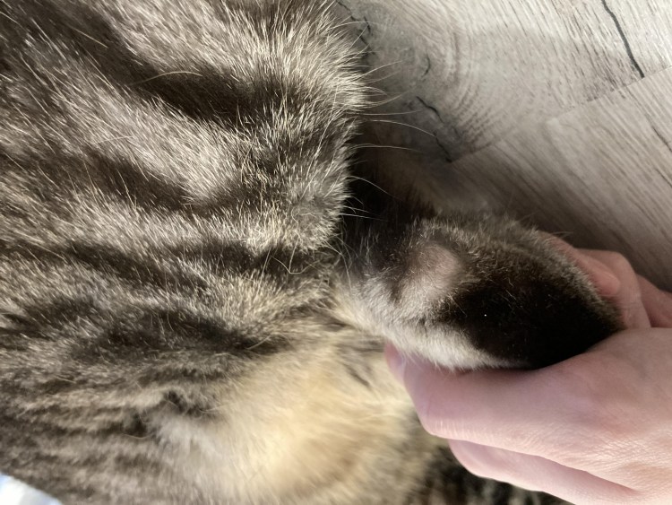 Проплешина у британского кота