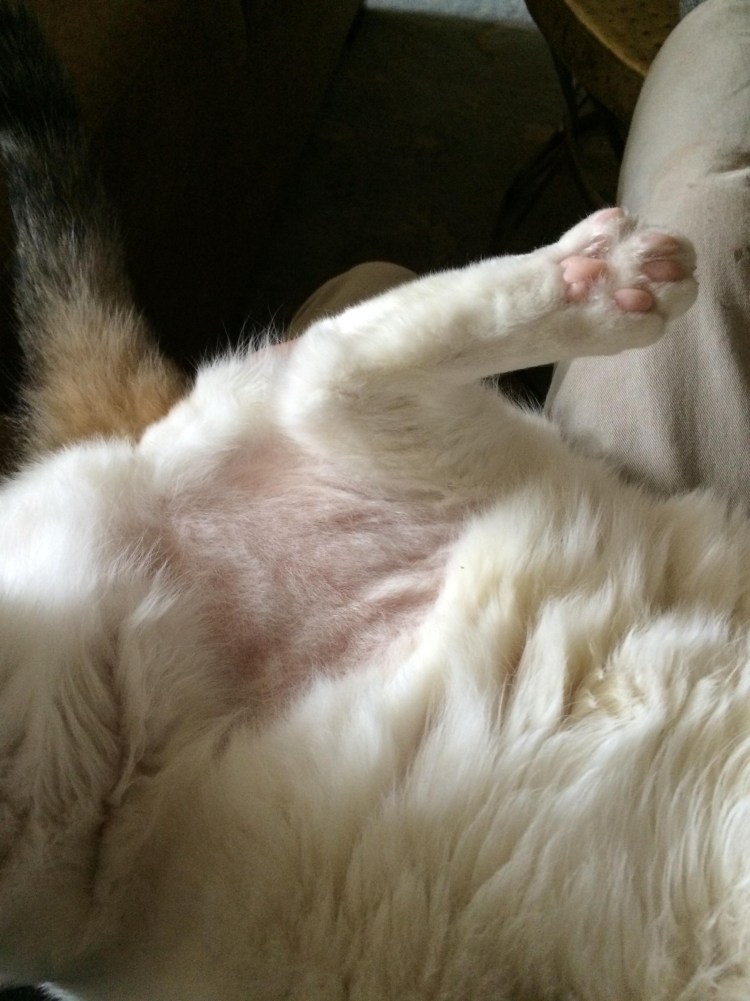 Наросты на подушечках лап у кота