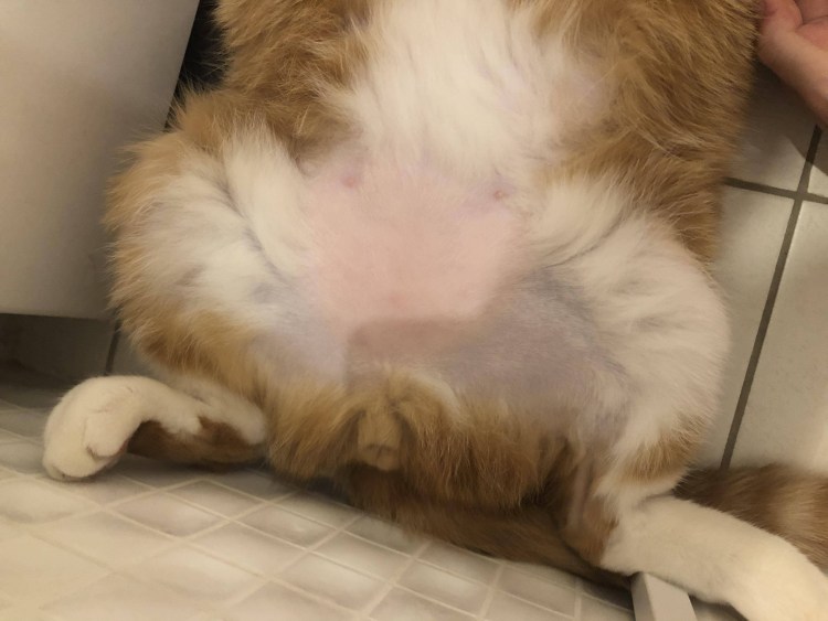 У шотландского кота опухли лапы