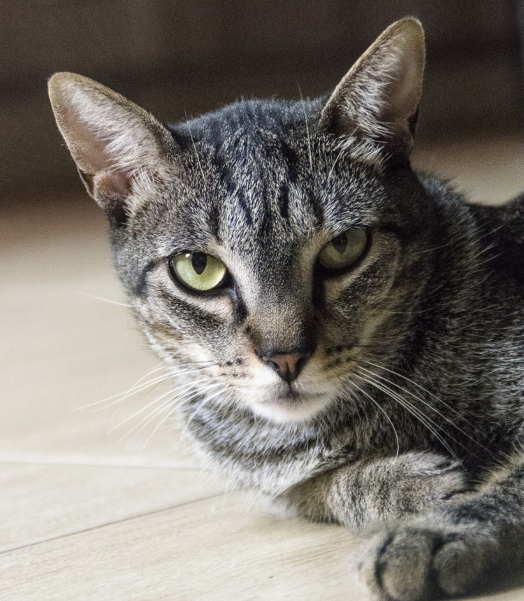 Европейская короткошерстная кошка